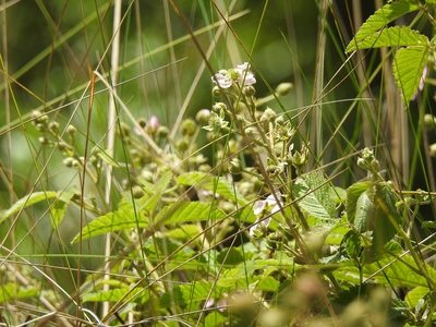 Rubus adenotrichos, photographed by Neptalí Ramírez Marcial