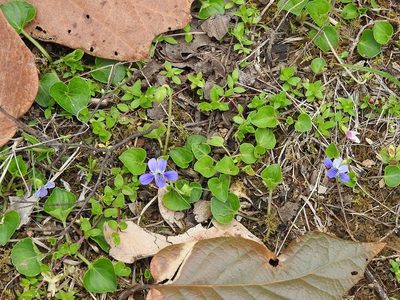 Viola nannei, photographed by Neptalí Ramírez Marcial