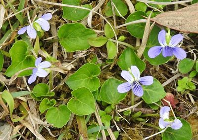 Viola nannei, photographed by Neptalí Ramírez Marcial