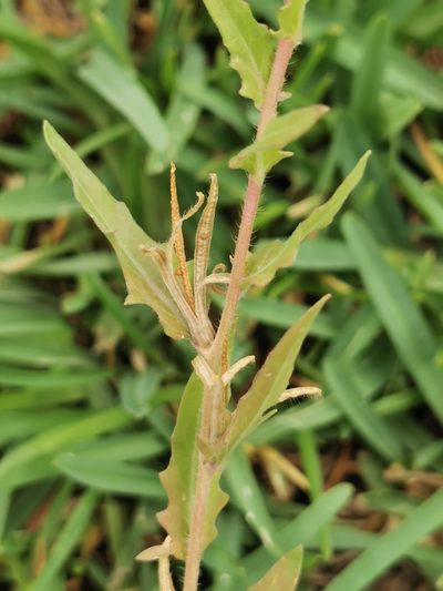 Oenothera pubescens, photographed by M. Socorro González Elizondo