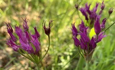 Allium brevistylum, photographed by mark-groeneveld