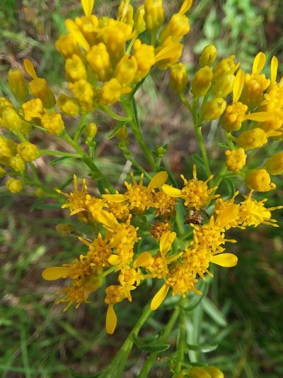 Solidago nitida, photographed by Will McFarland