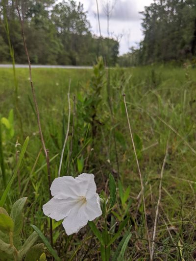 Ruellia noctiflora, photographed by Scott Allen Davis