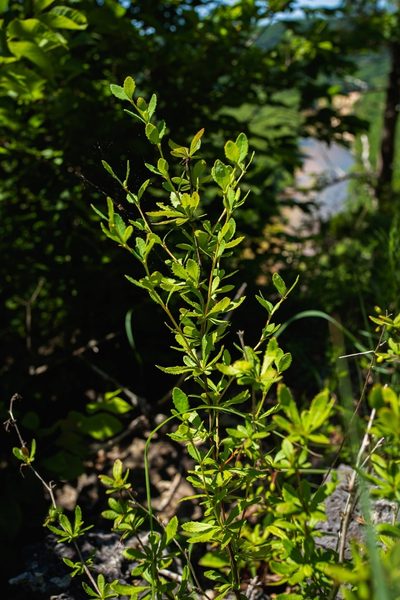 Berberis canadensis, photographed by Nathan Aaron