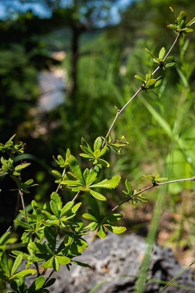 Berberis canadensis, photographed by Nathan Aaron