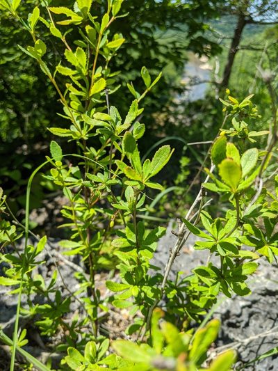 Berberis canadensis, photographed by Nathan Aaron