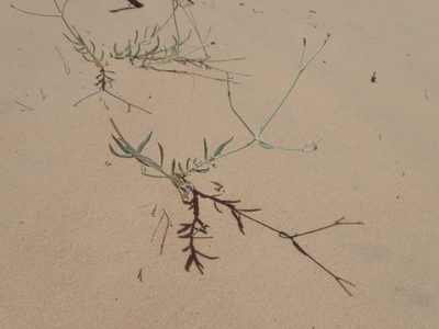 Eriogonum nummulare, photographed by Nolan Exe