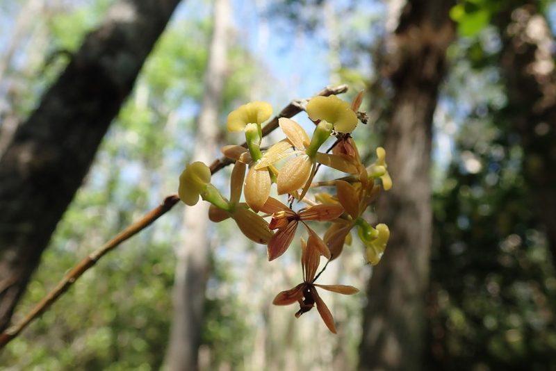 Epidendrum amphistomum, photographed by Cos
