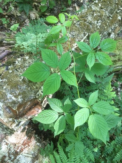 Rubus canadensis, photographed by naturalist charlie