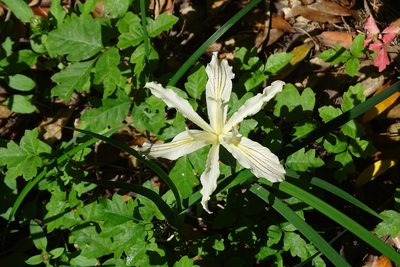 Iris purdyi, photographed by Lori Brandt Dudzik