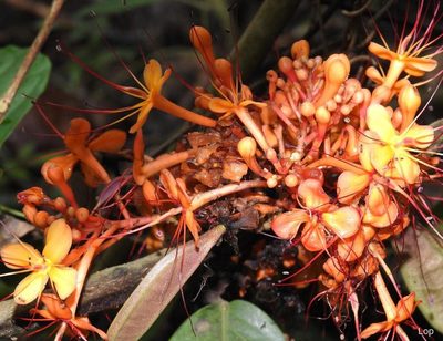 Saraca asoca, photographed by lovelymon lamin