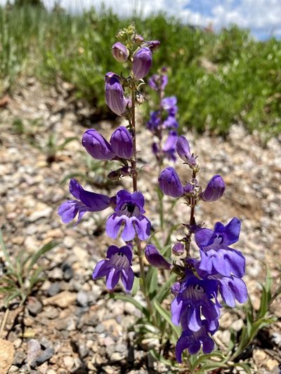 Penstemon leiophyllus, photographed by Patrick Cox