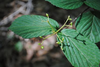 Viburnum wrightii, photographed by Zihao Wang