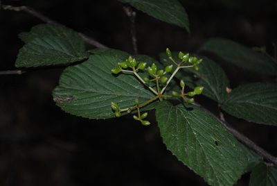 Viburnum wrightii, photographed by Zihao Wang