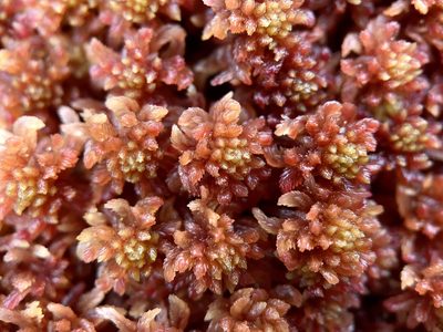 Sphagnum rubellum, photographed by Andrew Melton