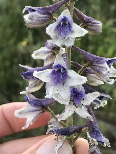 Delphinium occidentale, photographed by Luke Padon