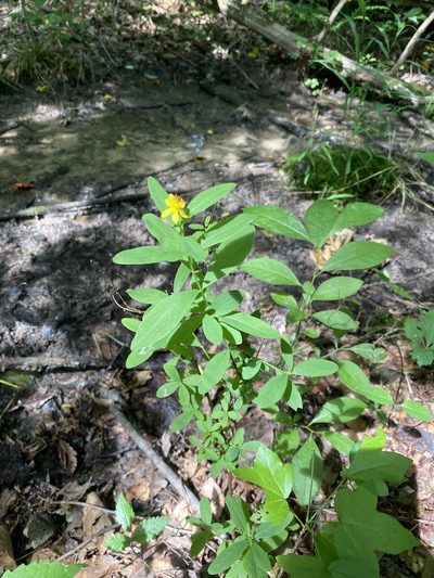 Hypericum nudiflorum, photographed by Carol Ann McCormick