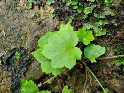 Heuchera villosa, photographed by Will Kuhn