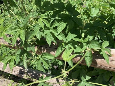 Humulus neomexicanus, photographed by brunsonm