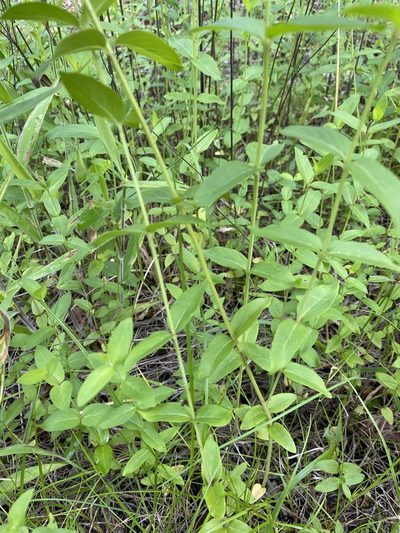 Pycnanthemum setosum, photographed by Bonnie Semmling