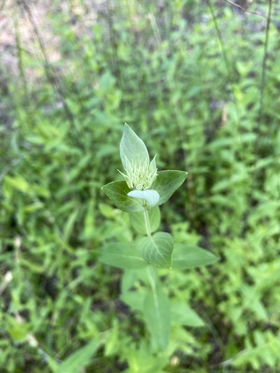 Pycnanthemum setosum, photographed by Bonnie Semmling