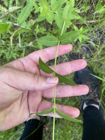 Pycnanthemum setosum, photographed by Bonnie Semmling