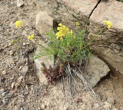 Lomatium brandegeei, photographed by John Brew