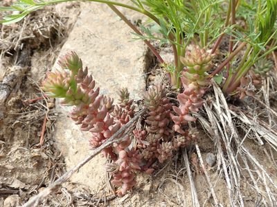 Sedum rupicola, photographed by John Brew