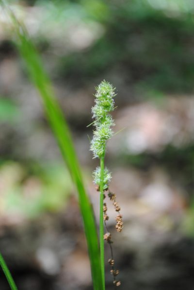 Carex annectens, photographed by Zihao Wang