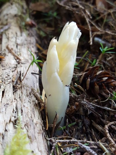 Pityopus californicus, photographed by Alex Abair