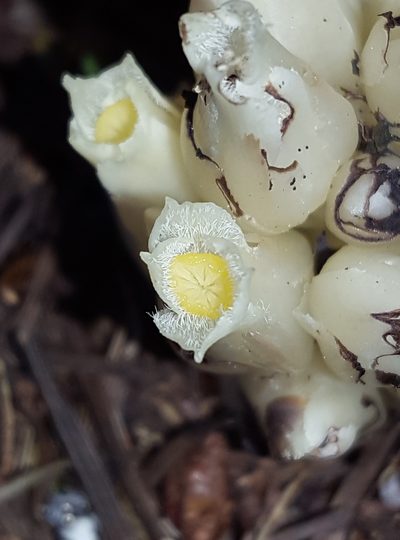 Pityopus californicus, photographed by Alex Abair