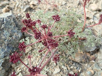 Lomatium cuspidatum, photographed by John Brew