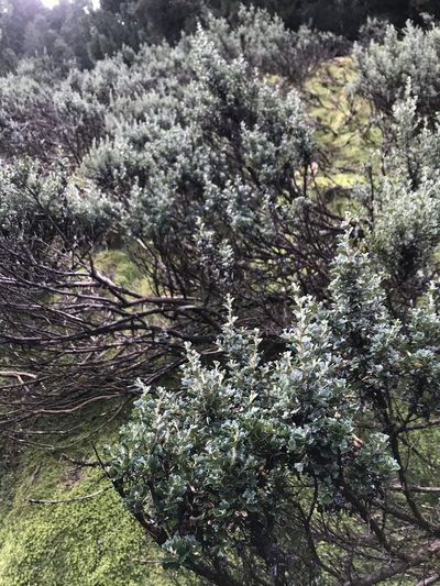 Olearia obcordata, photographed by Ramit Singal