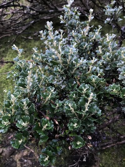 Olearia obcordata, photographed by Ramit Singal