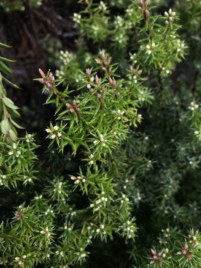 Leptecophylla pogonocalyx, photographed by Ramit Singal
