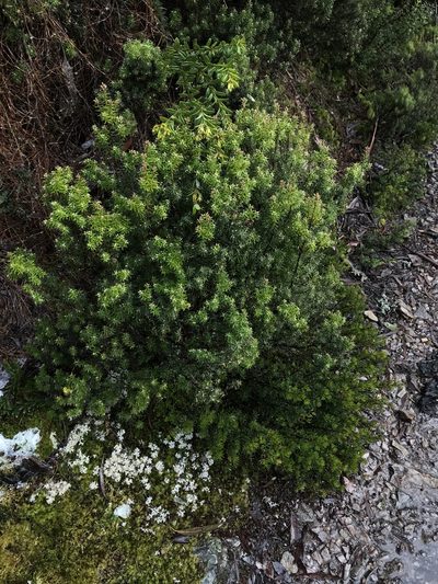 Leptecophylla pogonocalyx, photographed by Ramit Singal