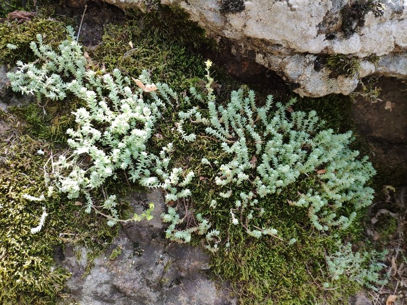 Sedum borissovae, photographed by Denys Vynokurov