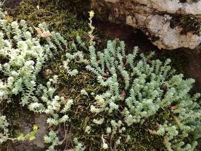 Sedum borissovae, photographed by Denys Vynokurov