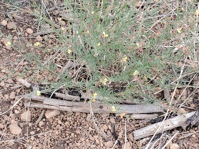 Acmispon wrightii, photographed by Craig Martin