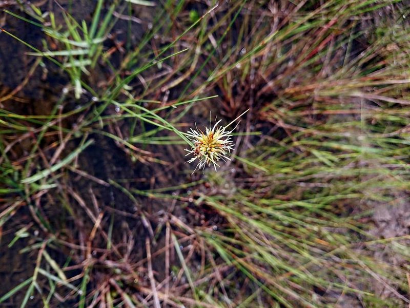 Rhynchospora tracyi, photographed by Adam Pitcher