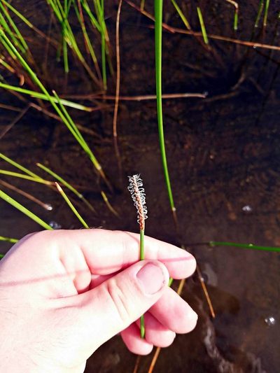 Eleocharis cellulosa, photographed by Adam Pitcher