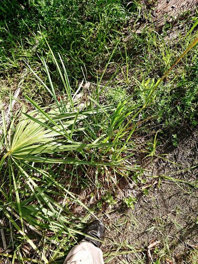 Eustachys glauca, photographed by Adam Pitcher