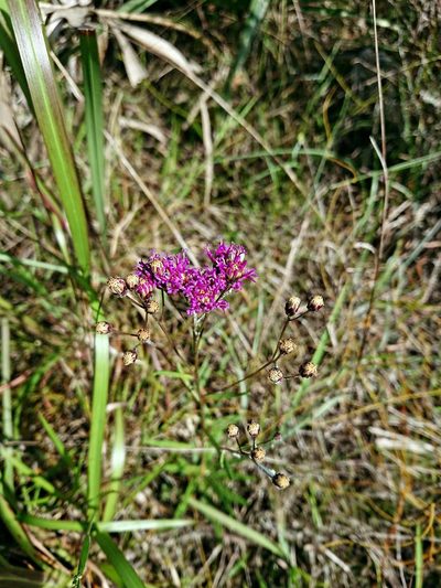 Vernonia blodgettii, photographed by Adam Pitcher