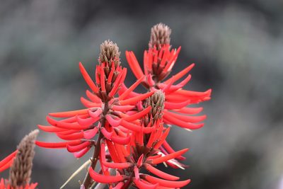 Erythrina speciosa, photographed by Conrado Pável de Oliveira