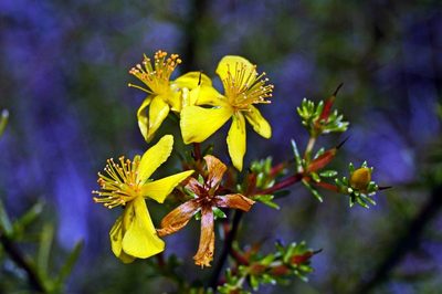 Hypericum limosum, photographed by Adam Pitcher