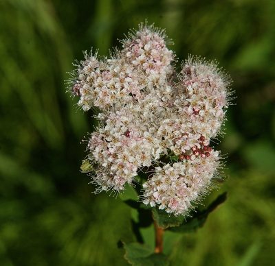 Spiraea stevenii, photographed by Donald Hampton