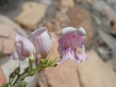 Penstemon palmeri, photographed by Nolan Exe