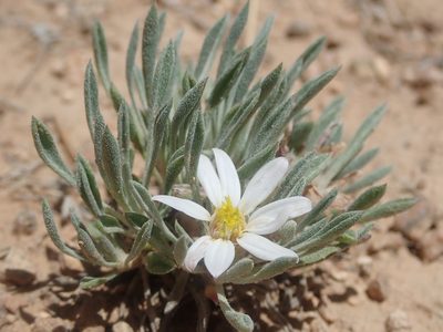Townsendia incana, photographed by Nolan Exe