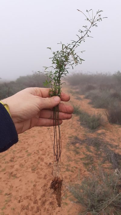 Oxalis macra, photographed by Brian du Preez
