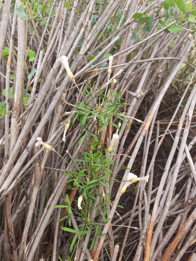 Oxalis macra, photographed by Brian du Preez